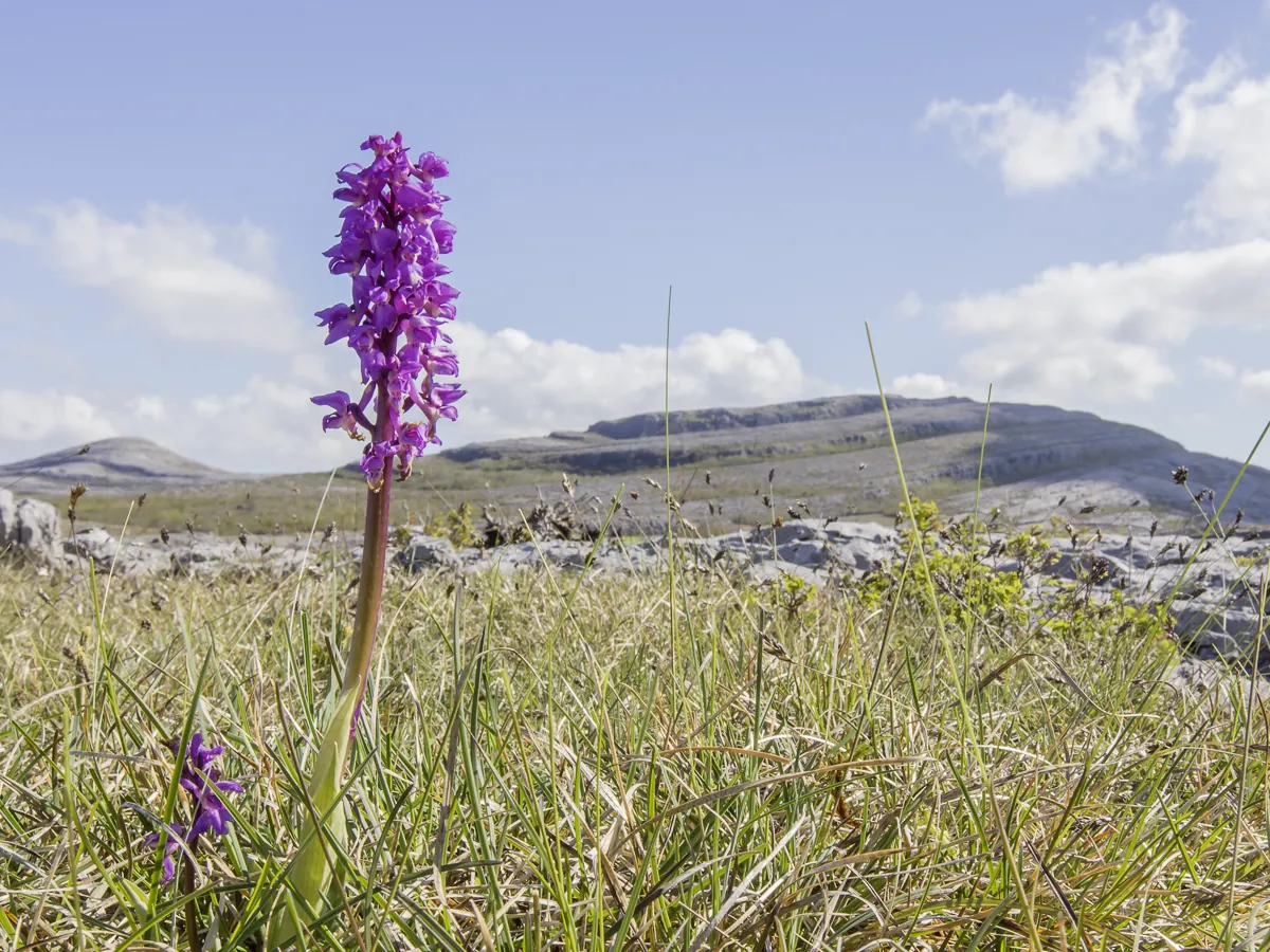 Early purple orchid beside Mullaghmore 1 | yoga teachers retreat