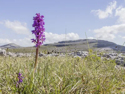 Burren Guided walks