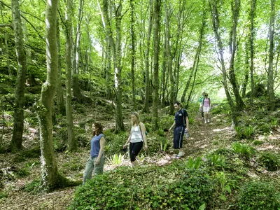 Forrest walk on yoga retreat | Retreat Venue Hire Ireland