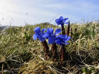 Gentian Violet in the Burren | Burren Guided Walks