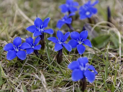 Vivid Spring gential wild flower of the Burren | Burren Guided Walks